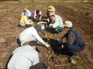 野外活動の一環・里芋掘り体験