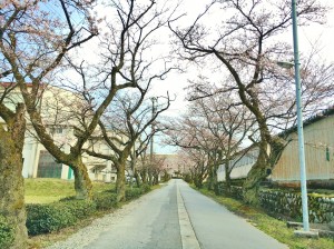 校舎へ続く桜並木